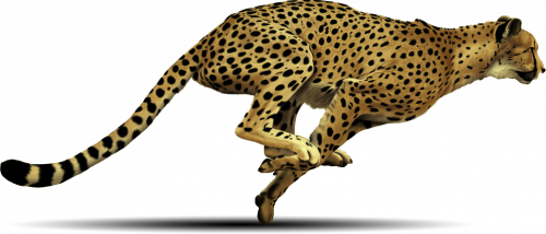 cheetah running sideview drawing and painting